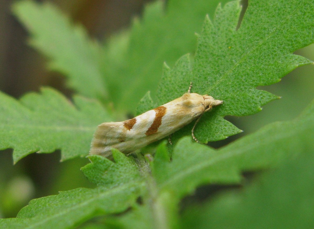 Печальная гусеница