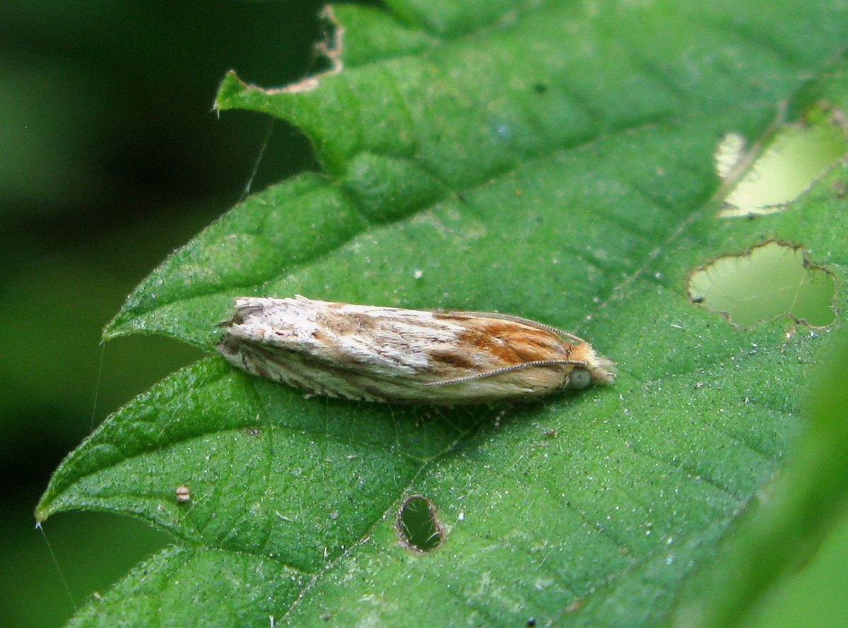 Бабочка листовертка