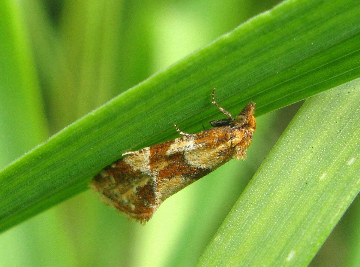 Ancylis comptana