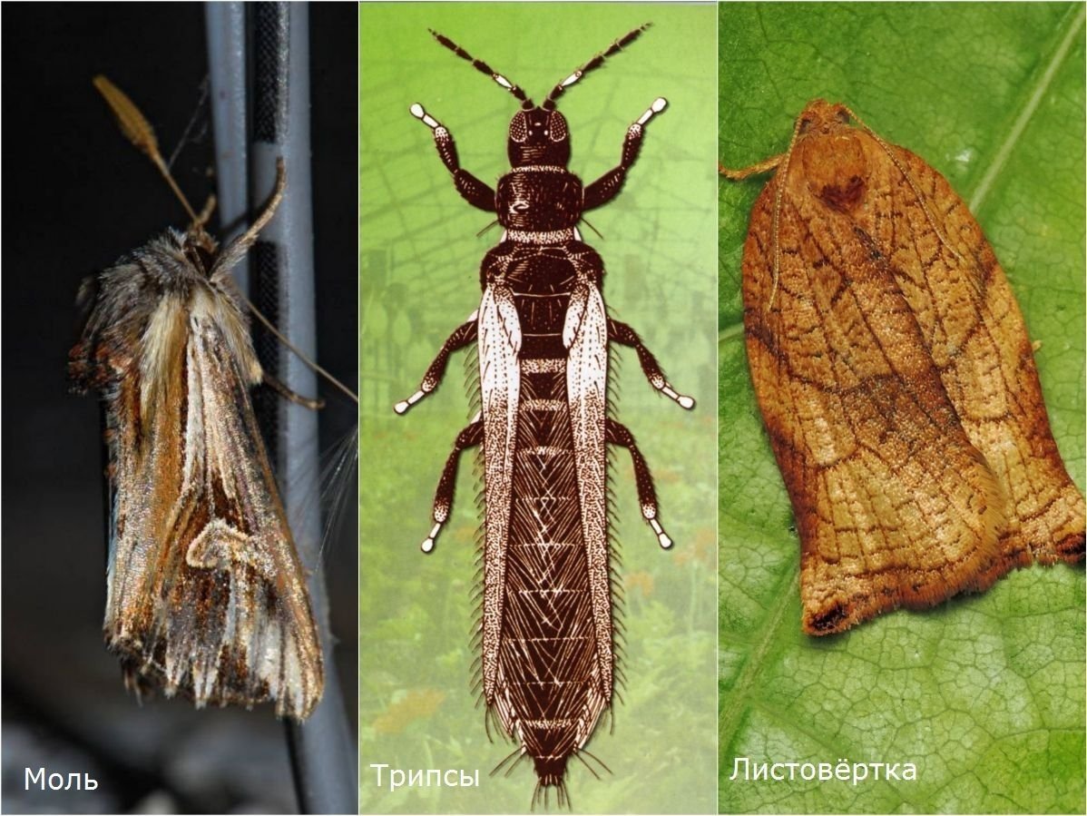Lozotaenia forsterana