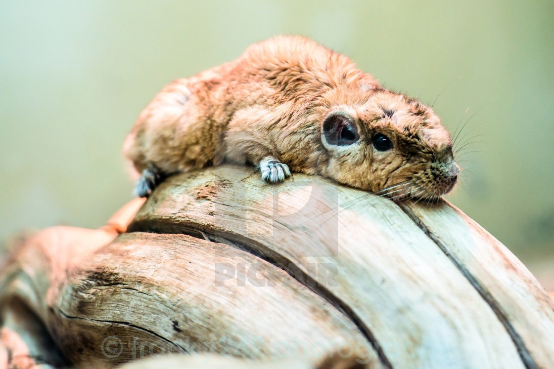 Грызун из автобуса дрянь