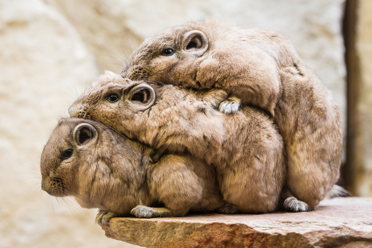 Гунди животное