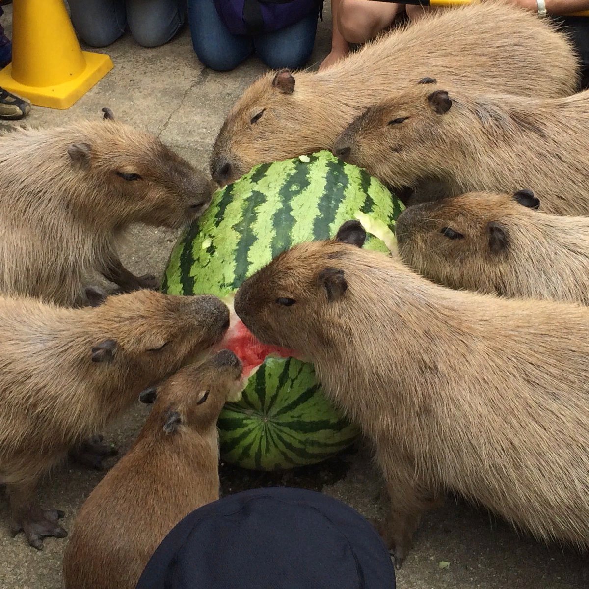 Капибара с арбузом