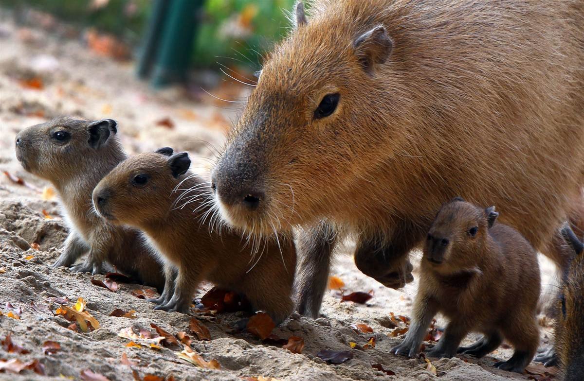 Стая капибар