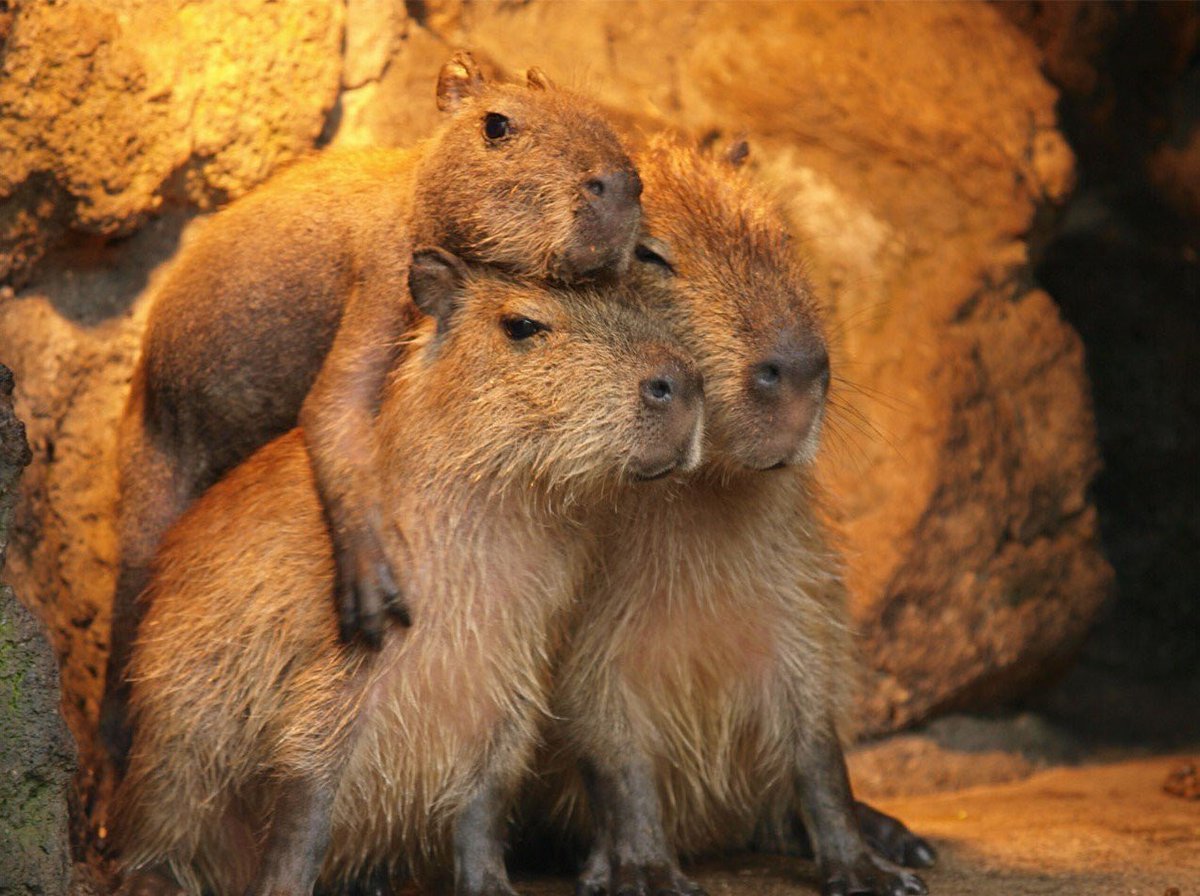 Семейство капибар