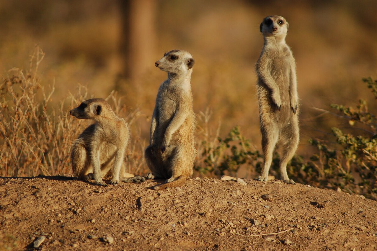 Сурикаты в Африке