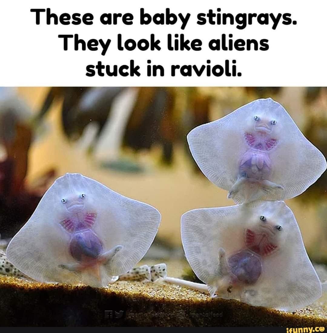 Электрический Скат снизу