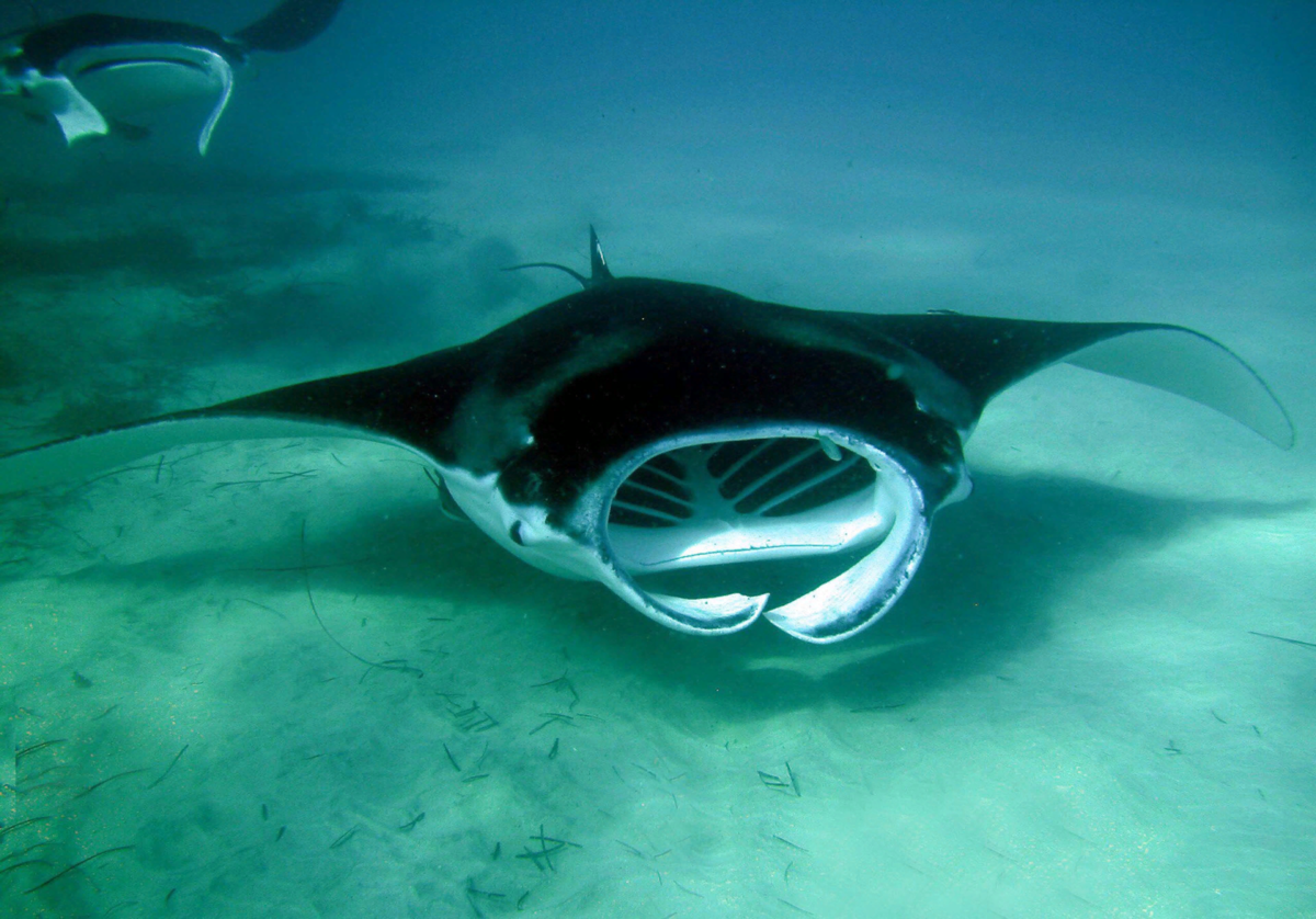 Stingray механический Скат