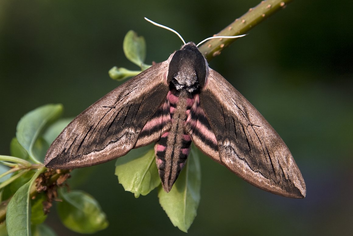 Бабочка языкан обыкновенный