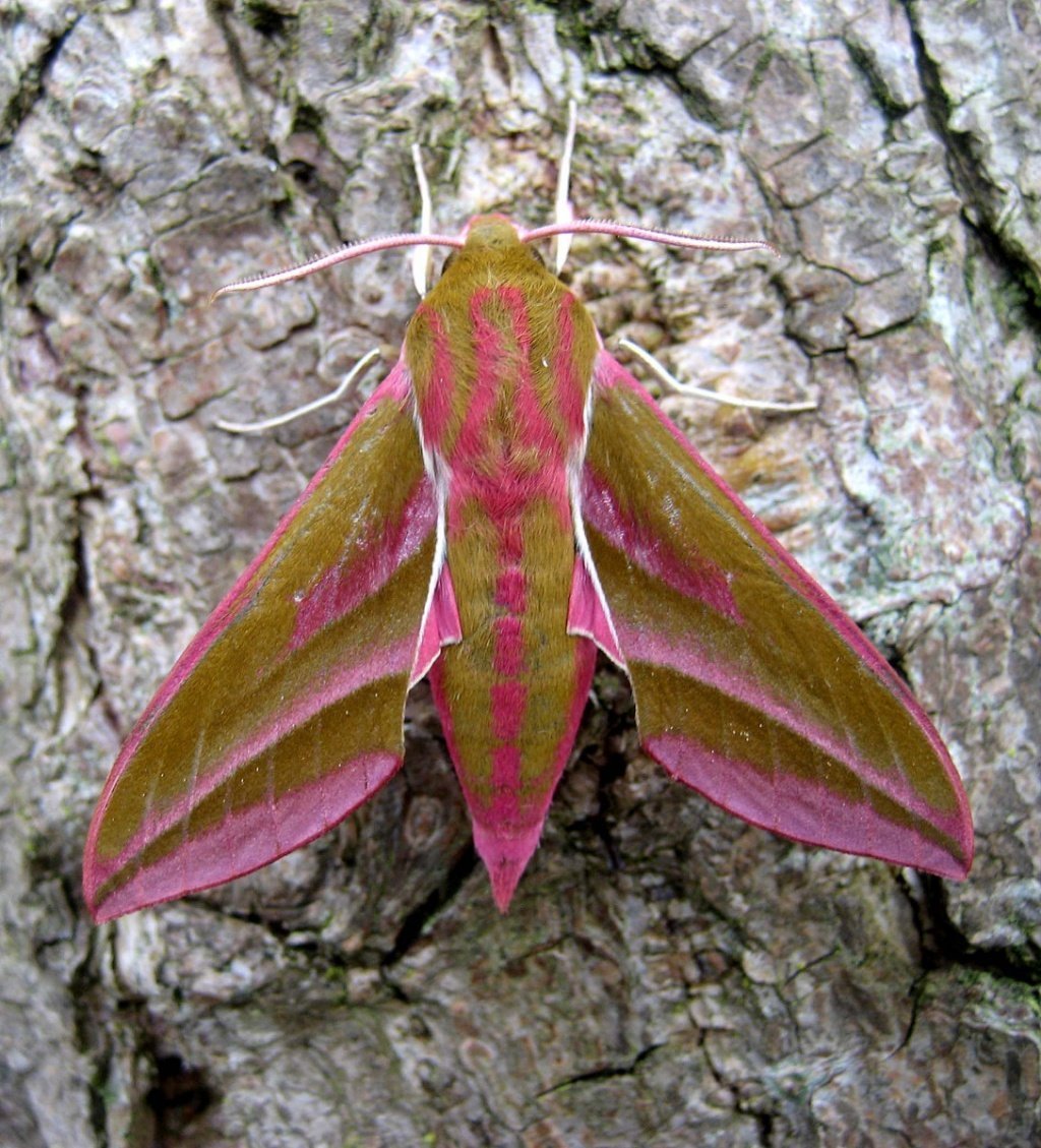 Бражник молочайный Колибри