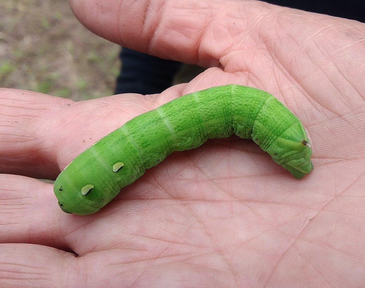 Бабочка аутомерис