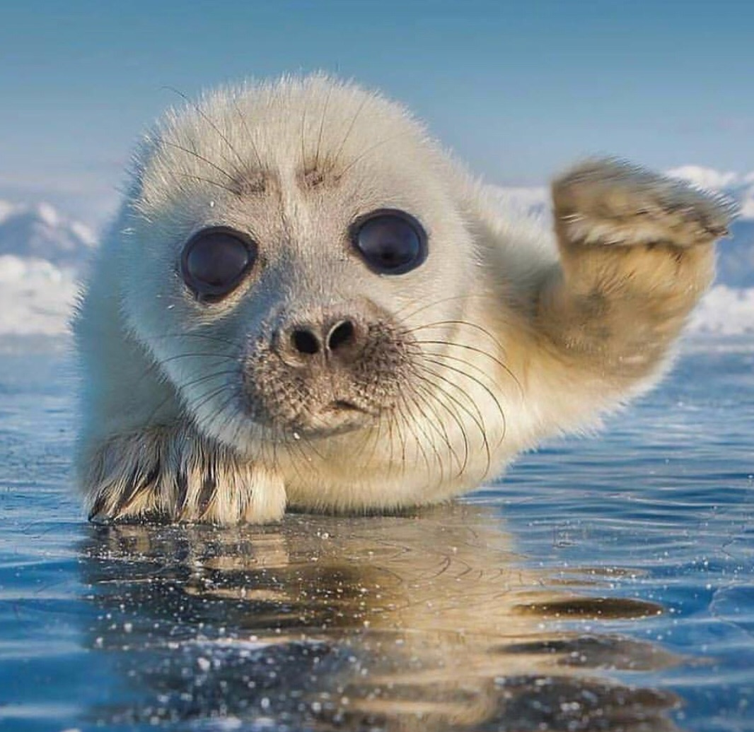 Сальпа Маджоре рыба