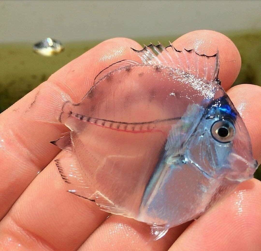 Восточноамериканский бычерыл