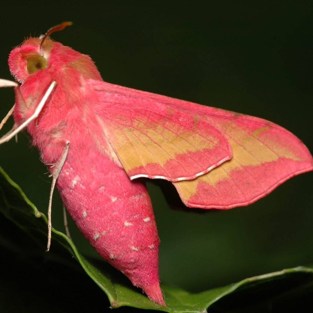 Sphinx ligustri Бражник бирючинный