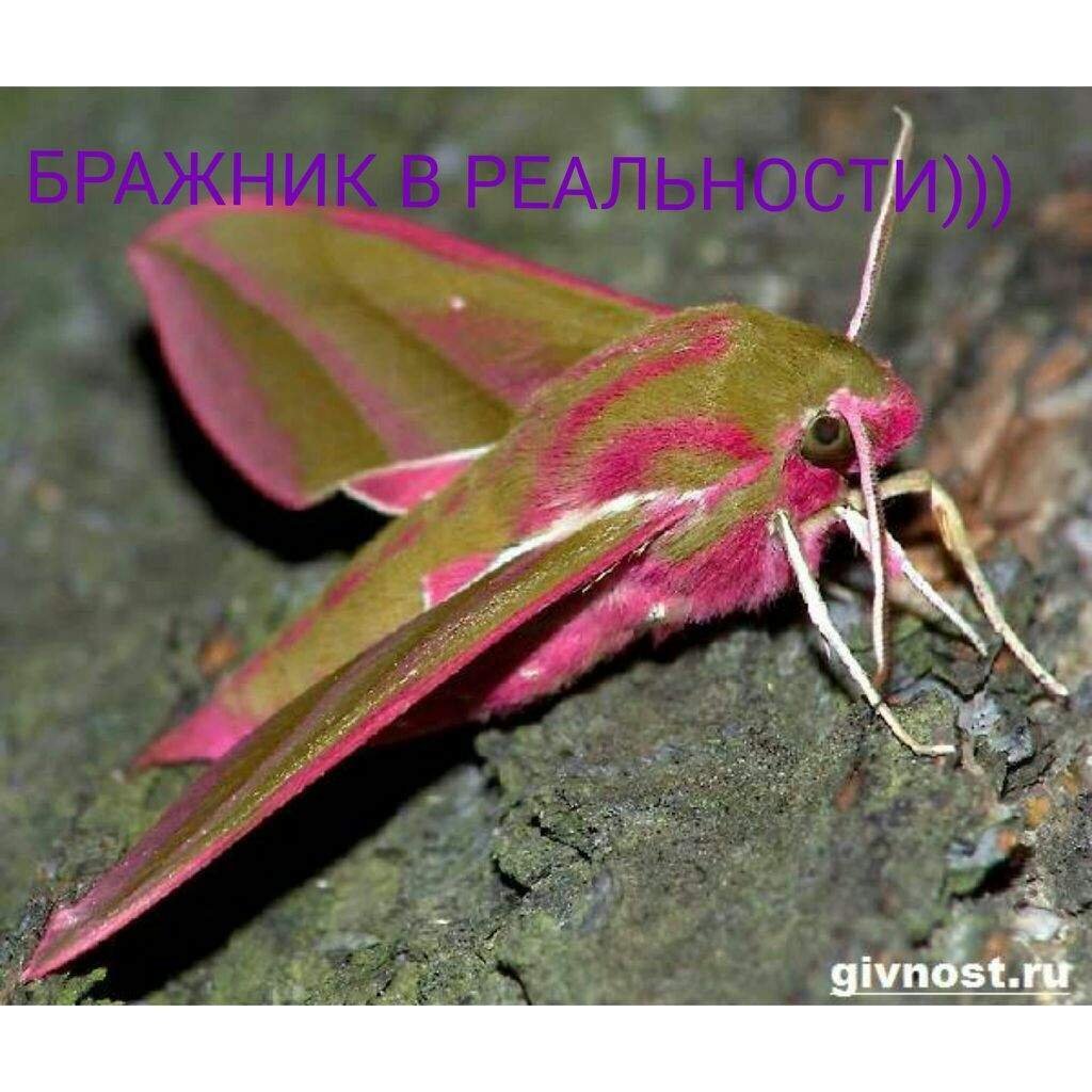 Бражник Deilephila porcellus