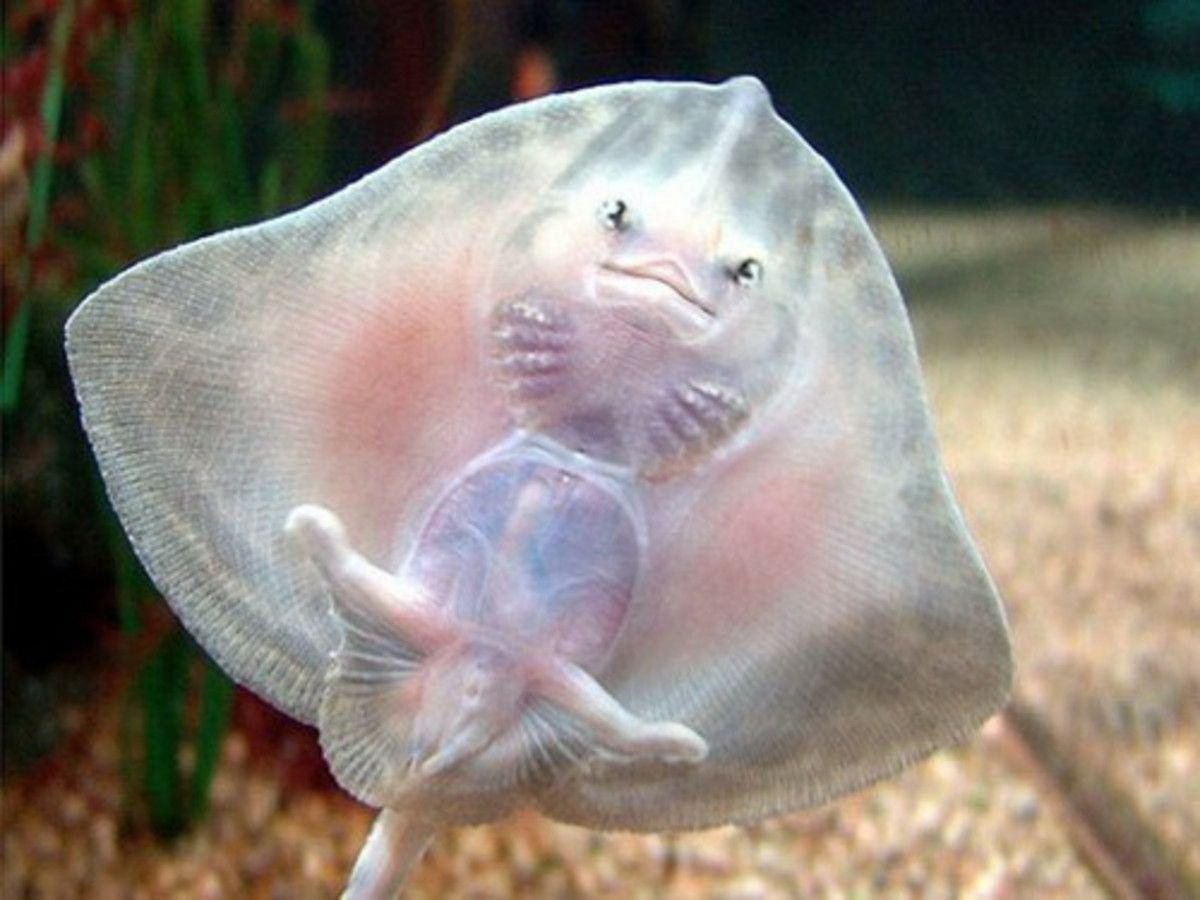 Детеныш ската