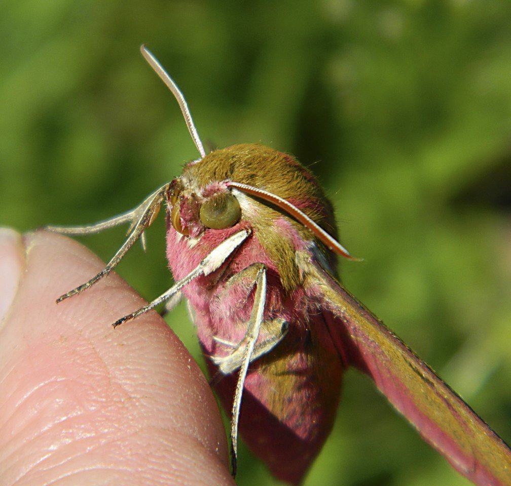 Винный Бражник бабочка