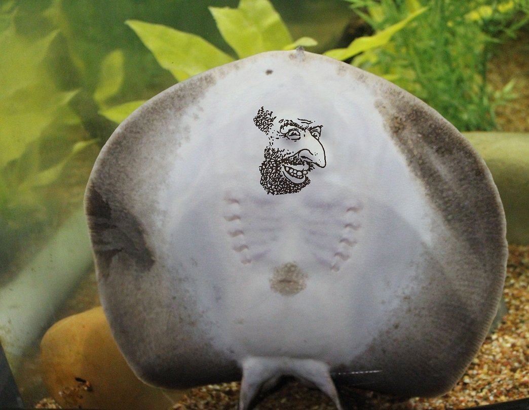 Скат снизу улыбка