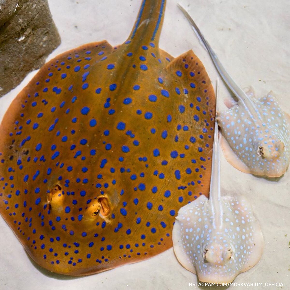 Акула-молот (Sphyrna Zygaena)