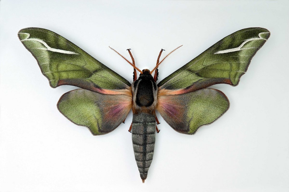 Бражник молочайный Hyles euphorbiae