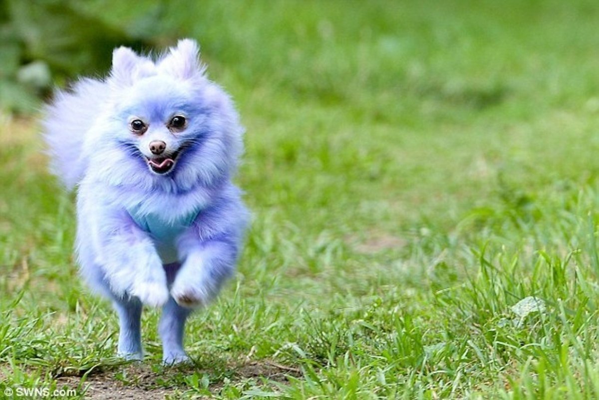 Шелти и бордер колли