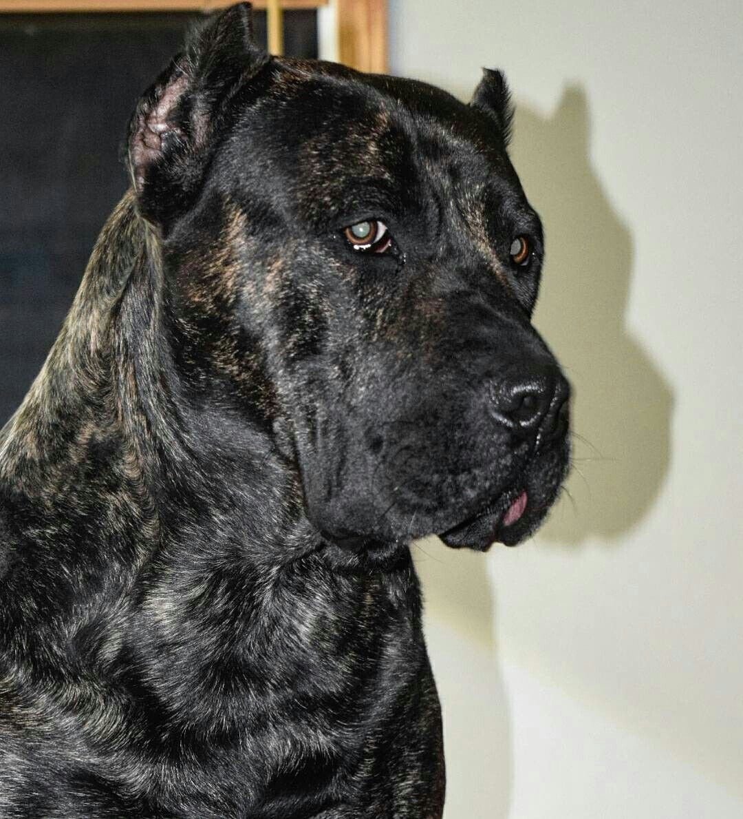 Красный Кане Корсо