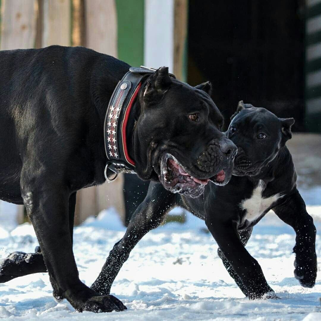 Кане Корсо и питбуль