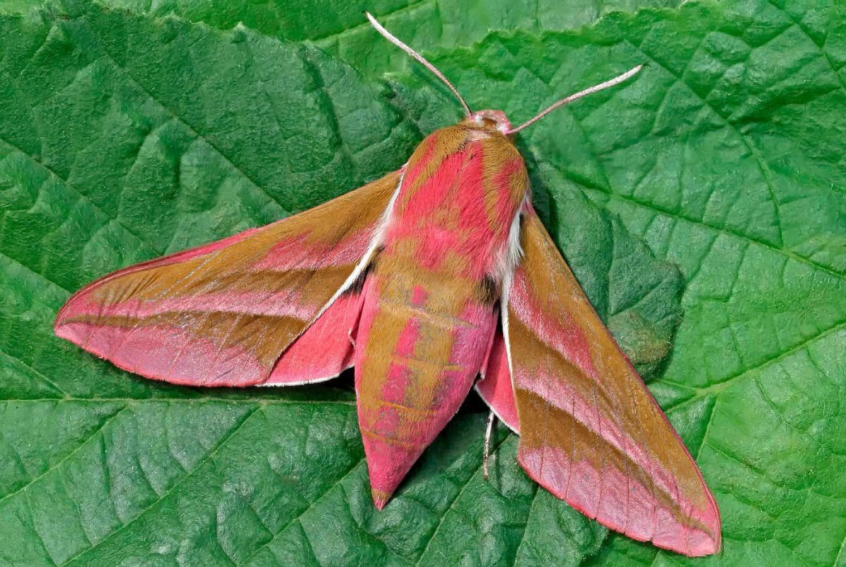 Гусеница Saturniidae Moth