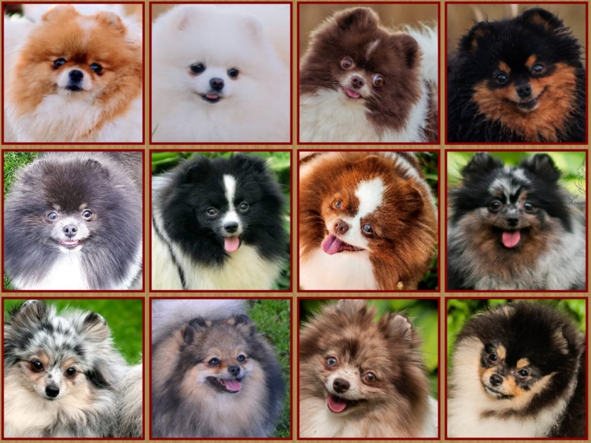 Шпиц собака шпиц