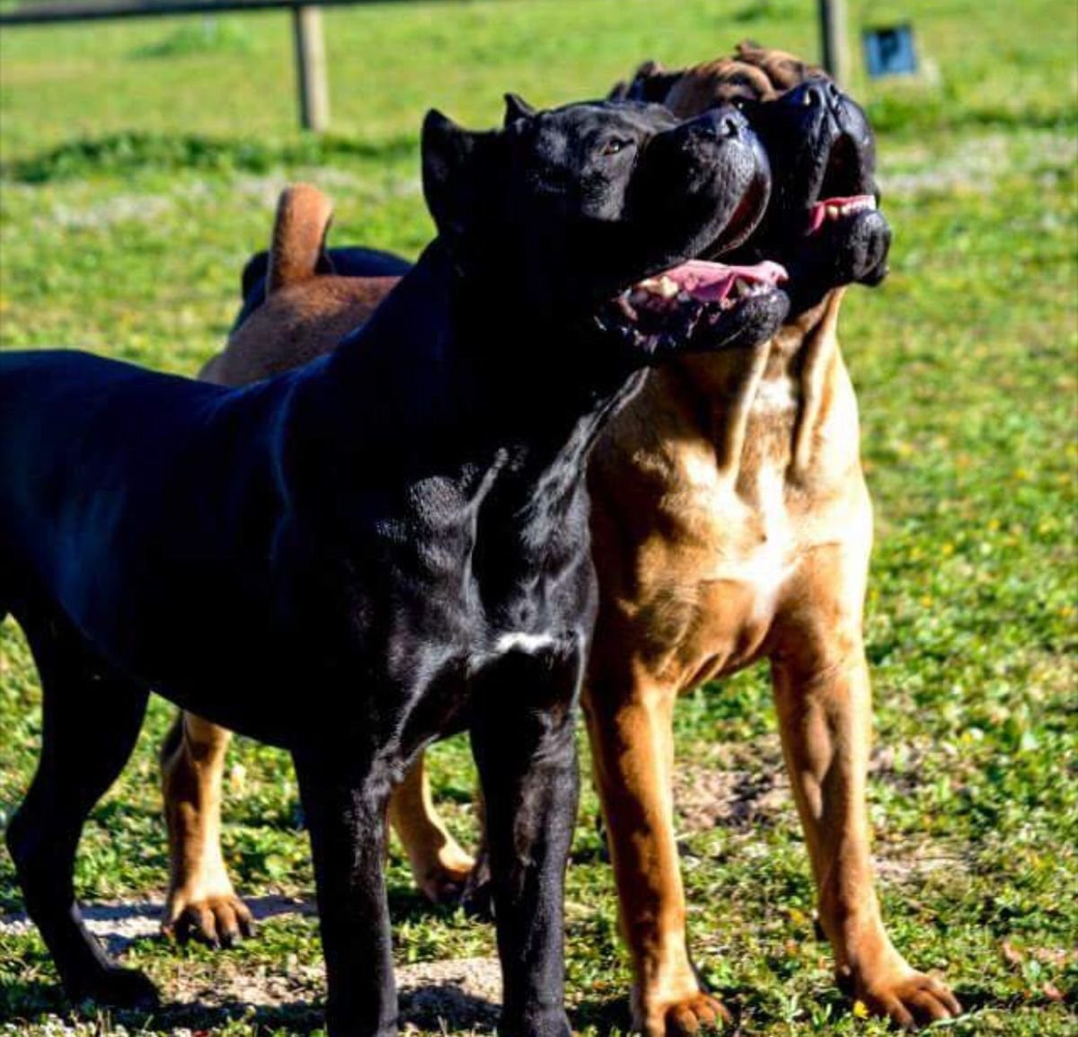 Бордос и Кане Корсо