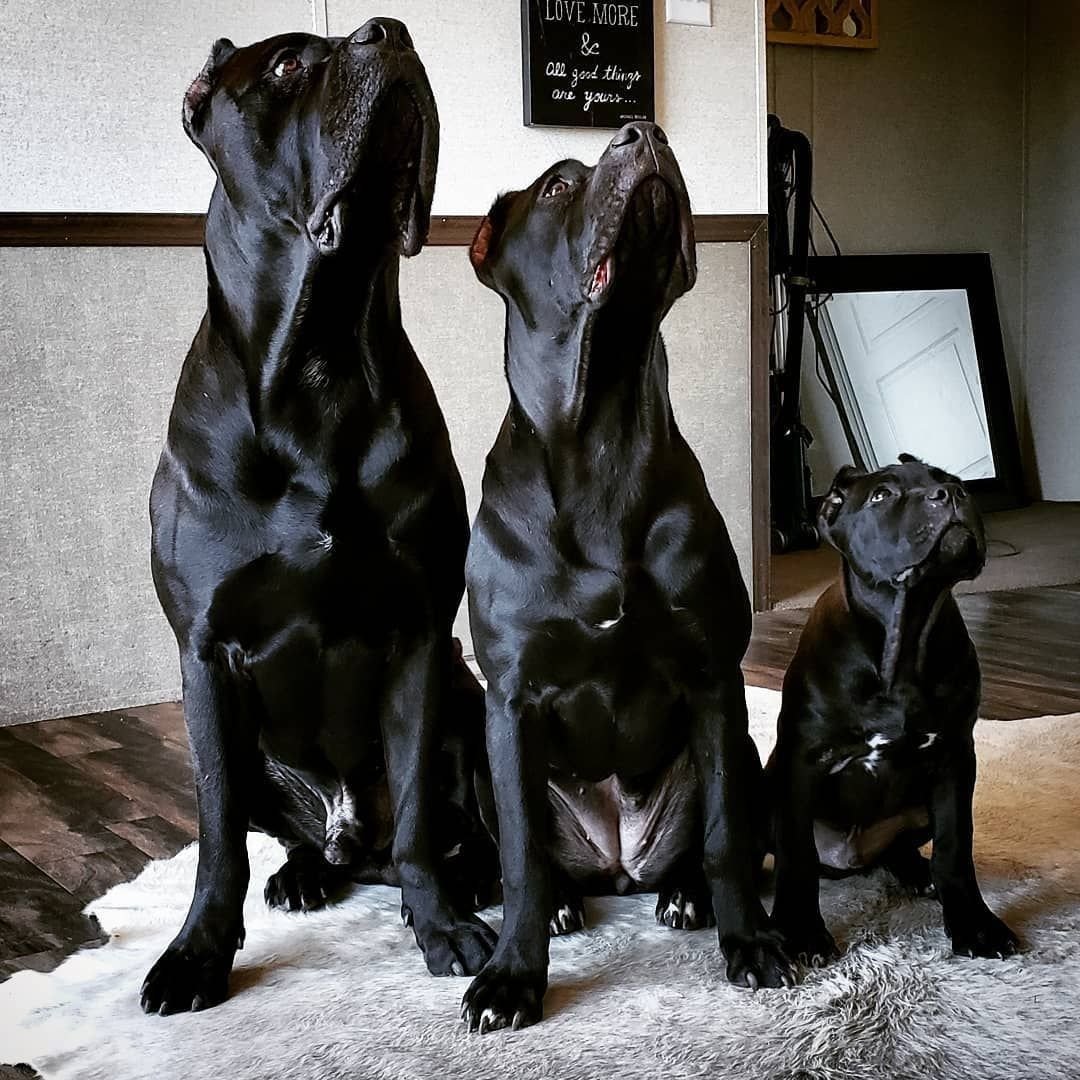 Метис добермана и Кане Корсо