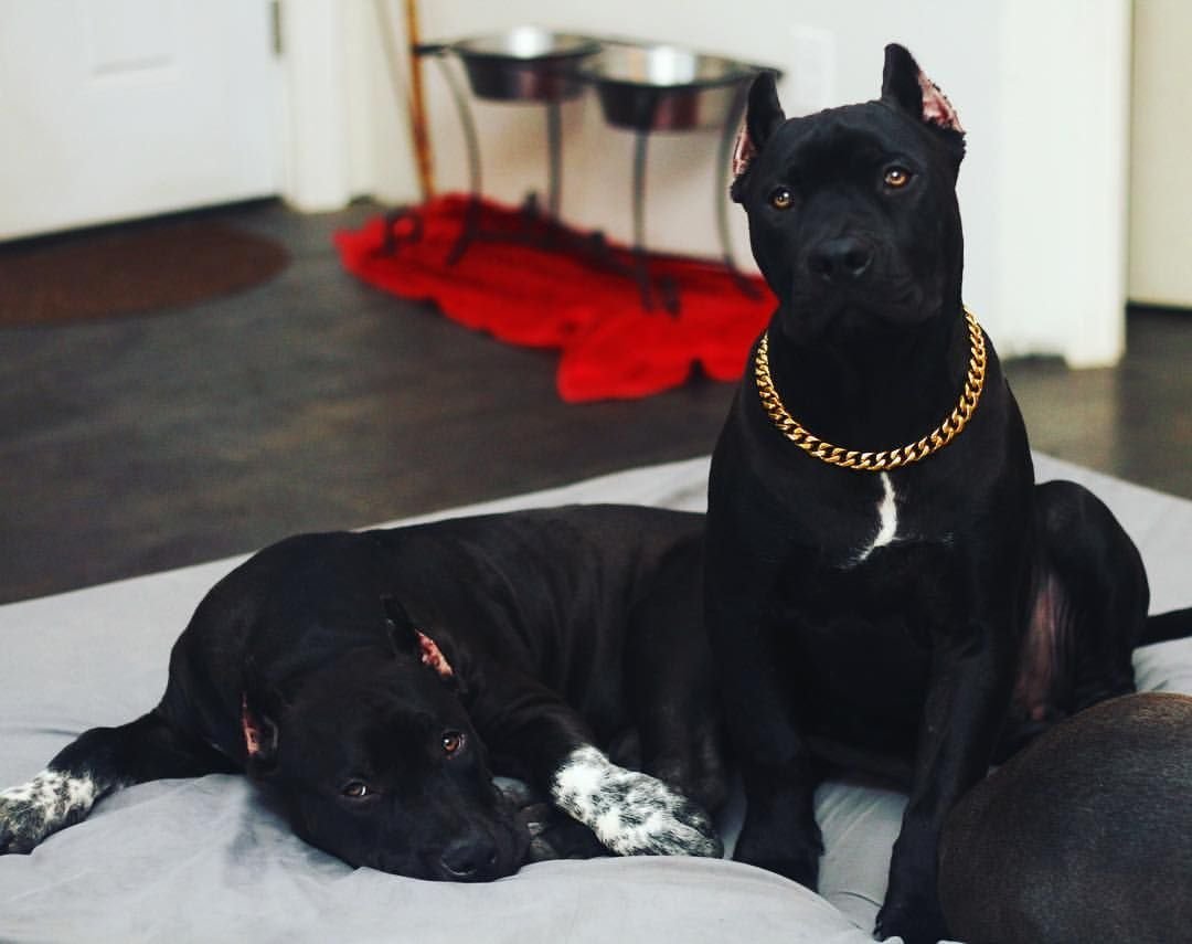 Кане Корсо в атаке