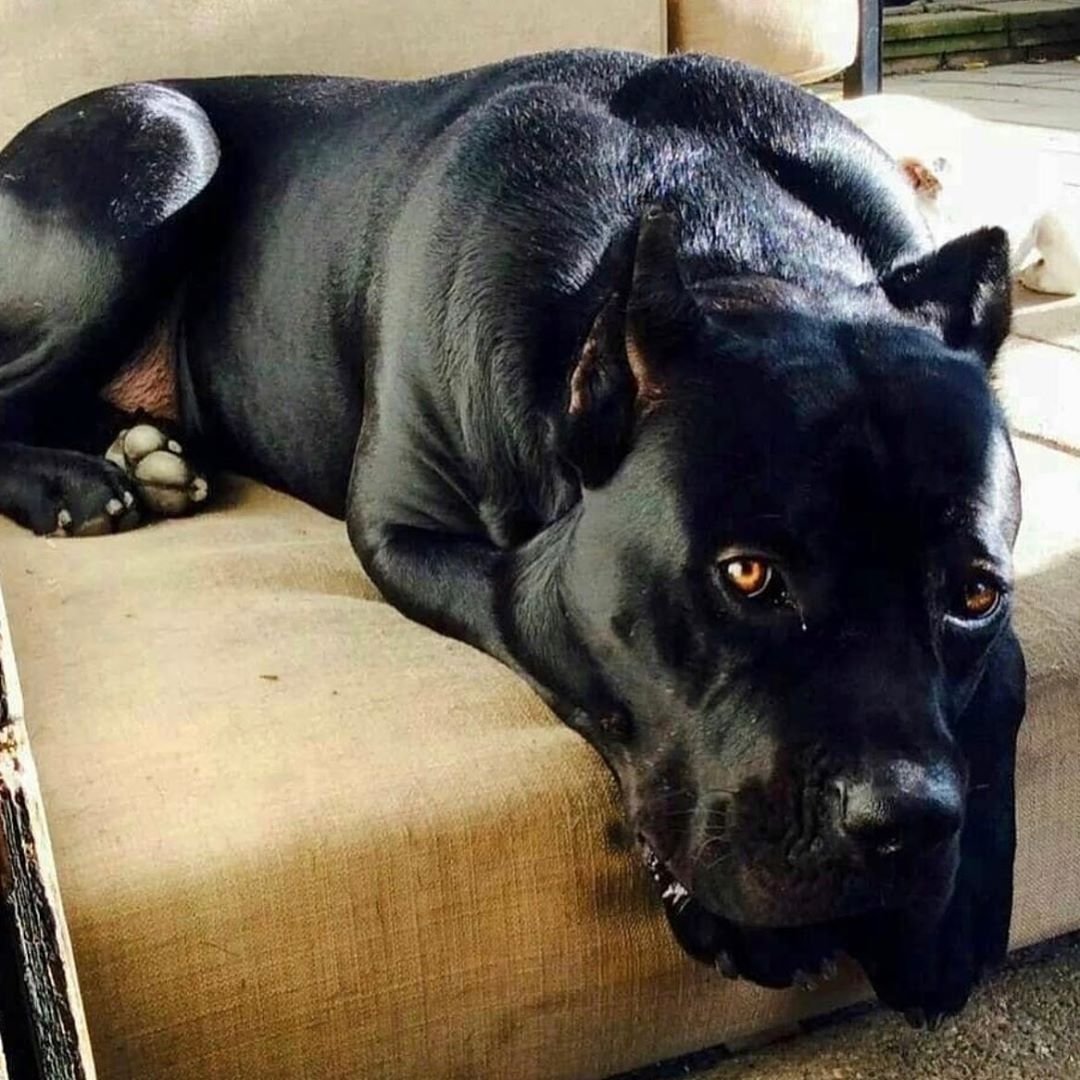 Татуировка Кане Корсо