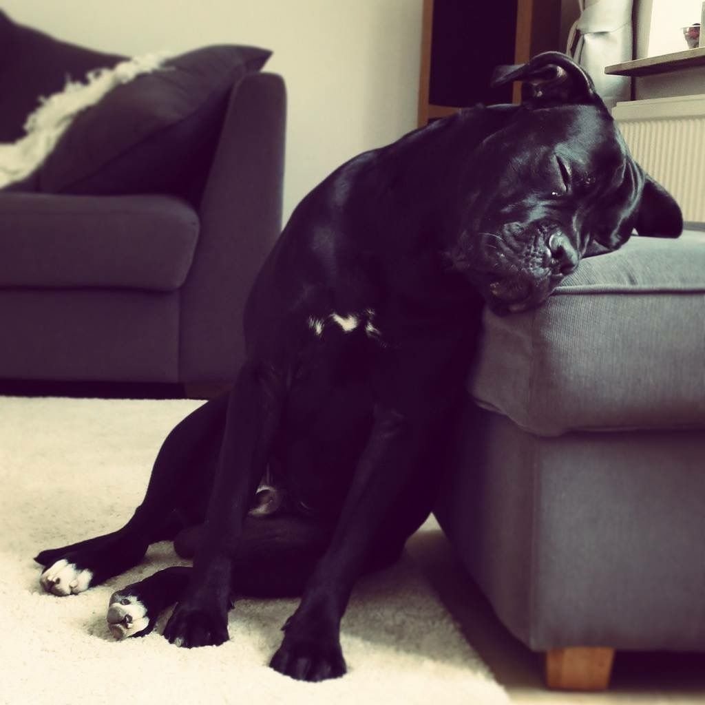 Кане Корсо смешные