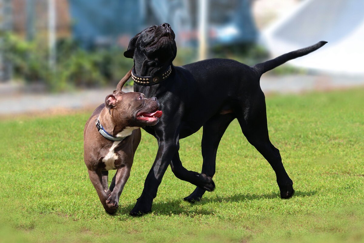 Кане Корсо и немецкая овчарка