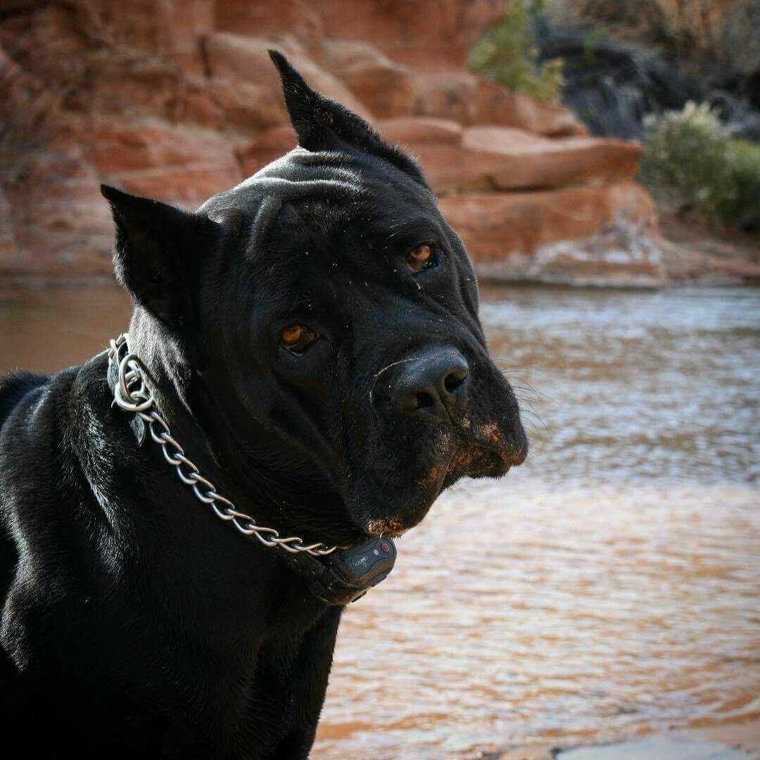 Кане Корсо бойцовская