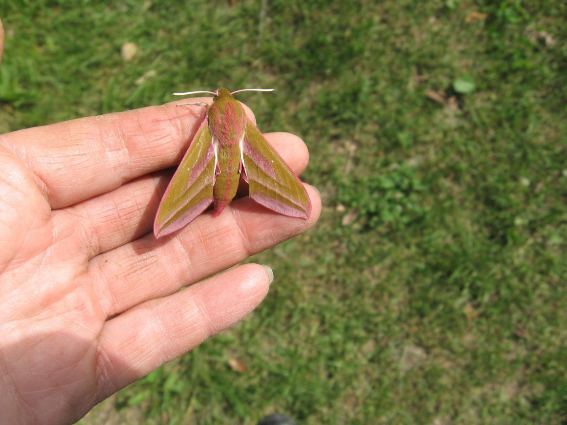Deilephila porcellus бабочка