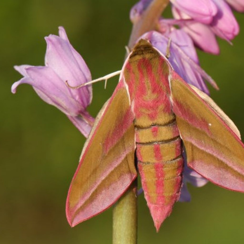 Винный Бражник бабочка