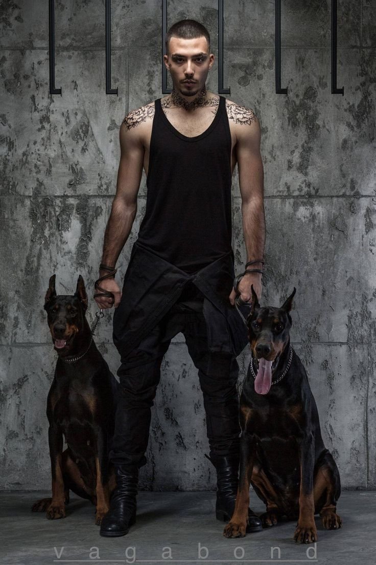 Доберман злой Эстетика