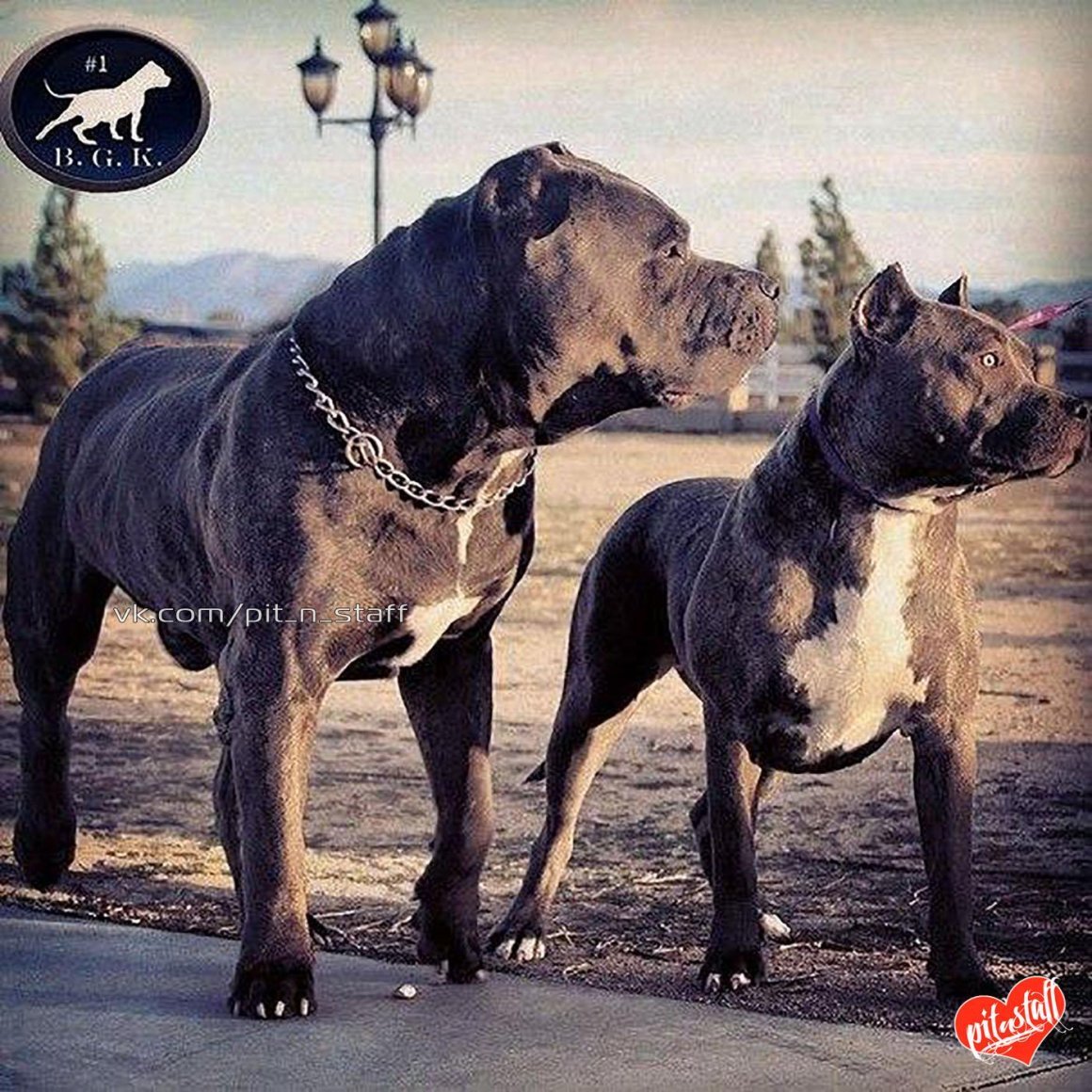 Пикчи с Кане