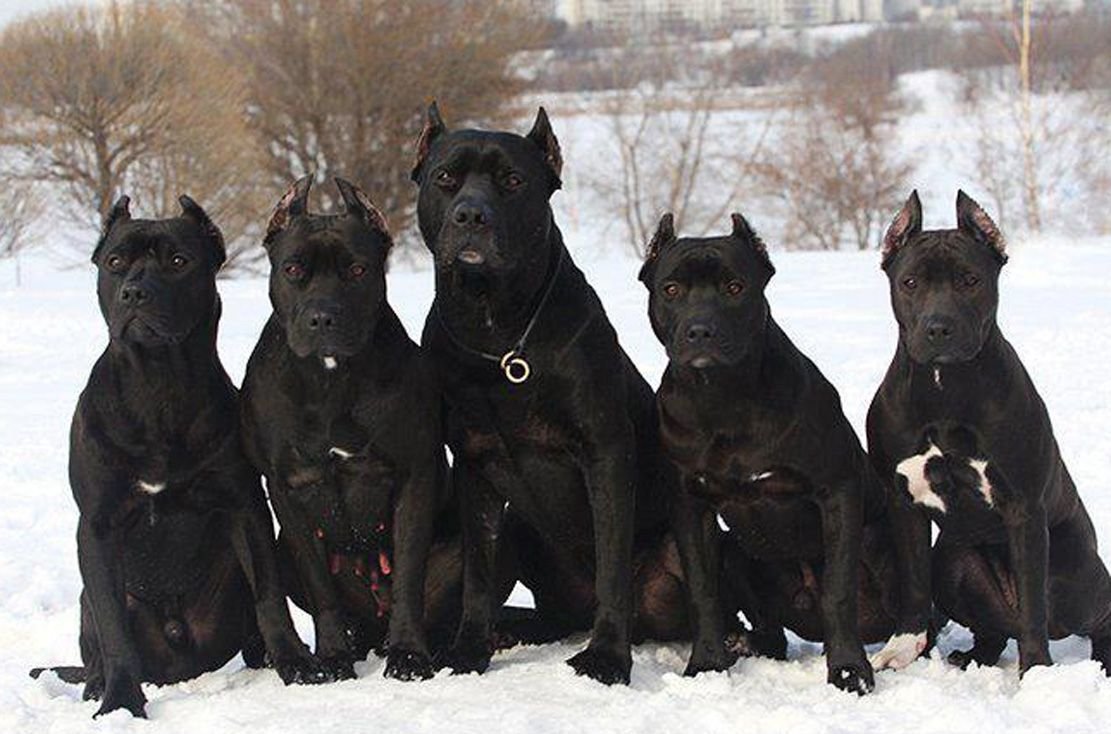 Прессо де Канарио