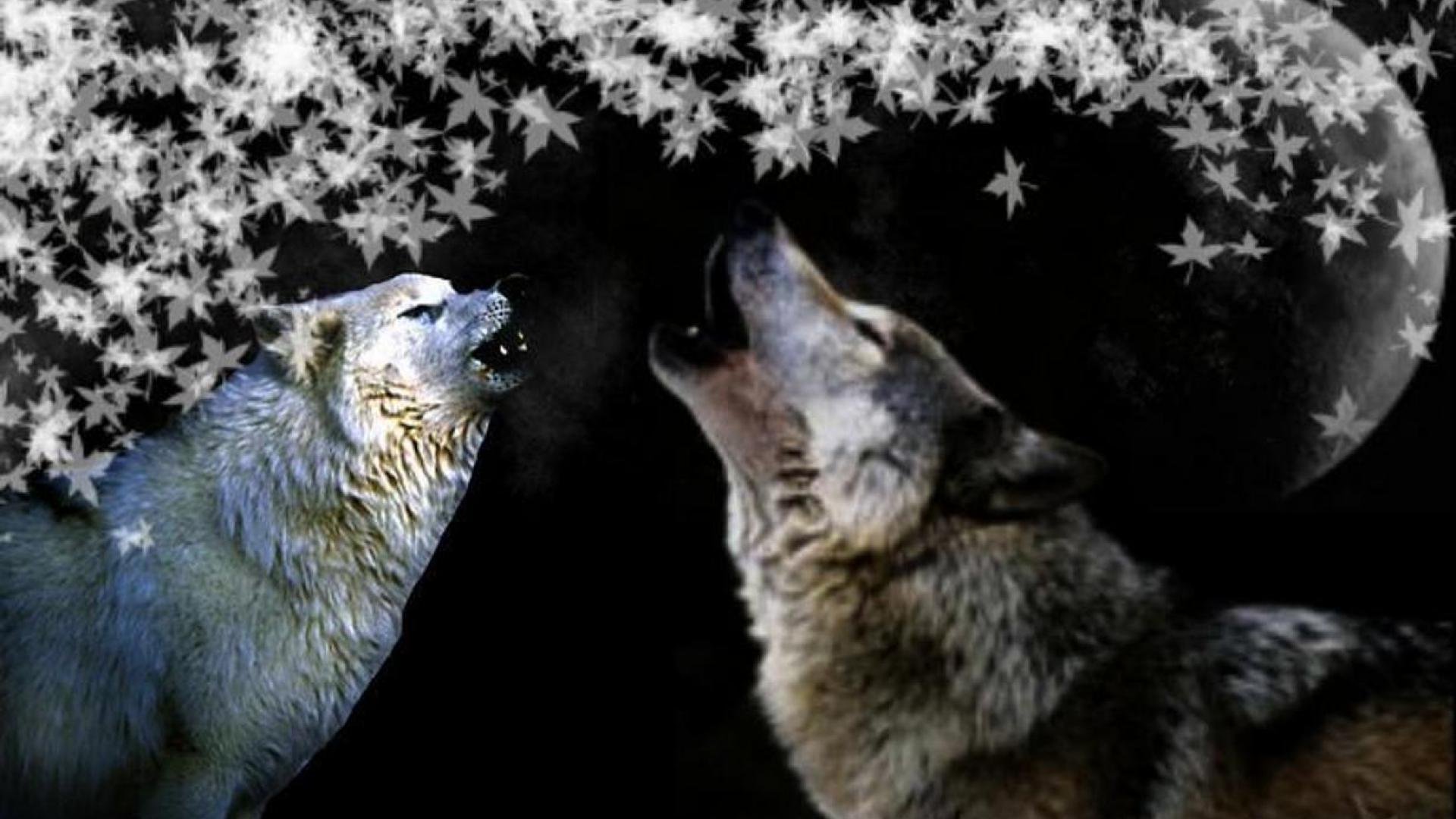 Вой ветра слушать. Воющий волк. Волк и Луна. Волчица воет. Волк воет на луну.