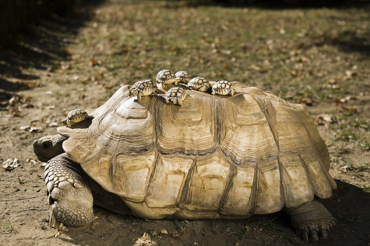 Сульката черепаха. Африканская шпороносная черепаха. Geochelone sulcata. Сухопутная черепаха шпороносная.