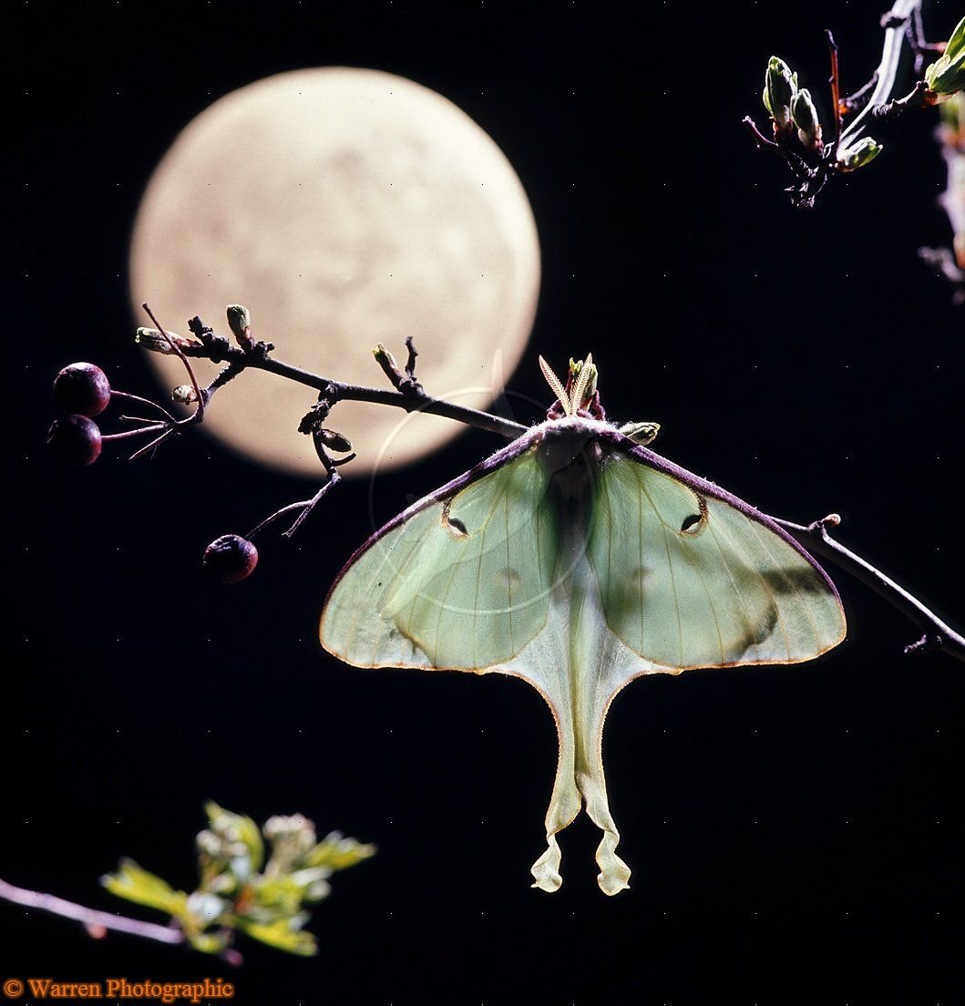 Бабочка Луна