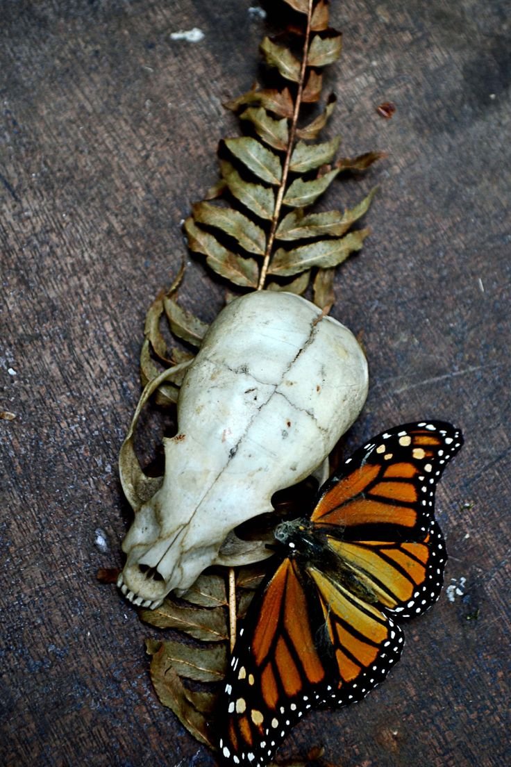 Таксидермия бабочек