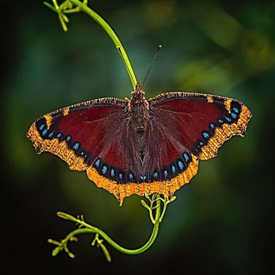 Бабочка Могильница