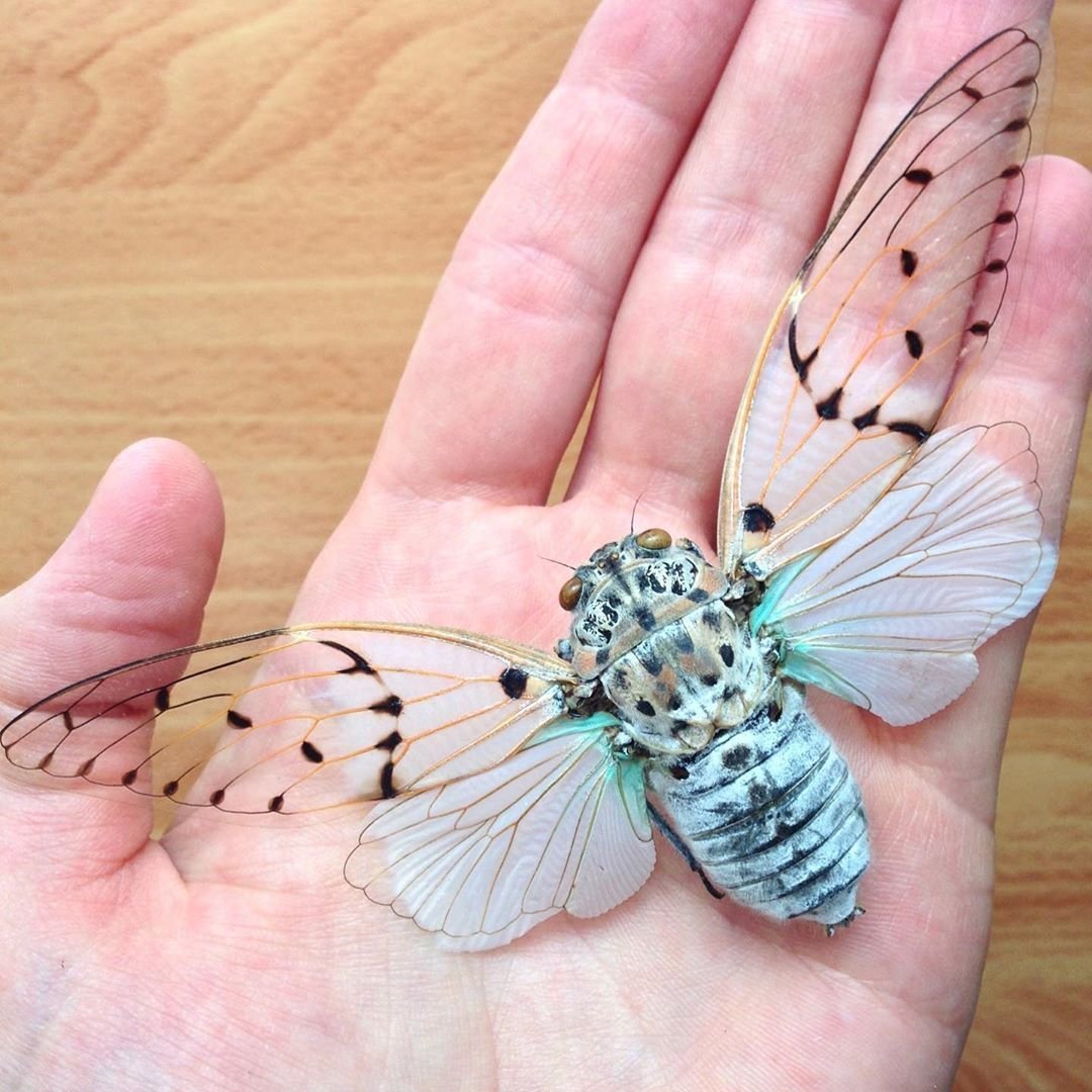 Цикада белая