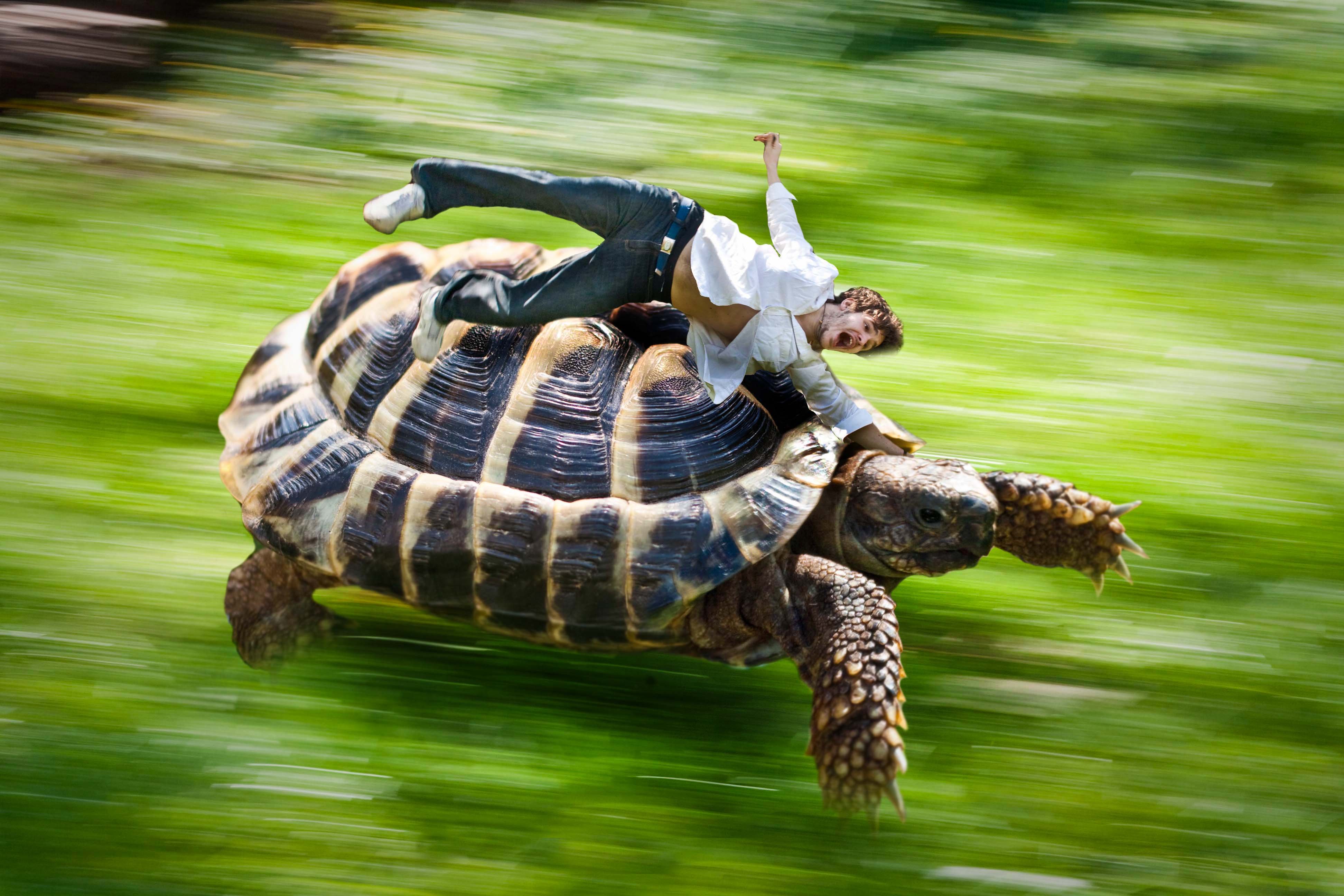 Вперед в черепахе. Черепаха Фитцроя. Черепаха Тортилла болото. Черепаха Тортилла фото. Черепаха Миссисипская пилоспинная.
