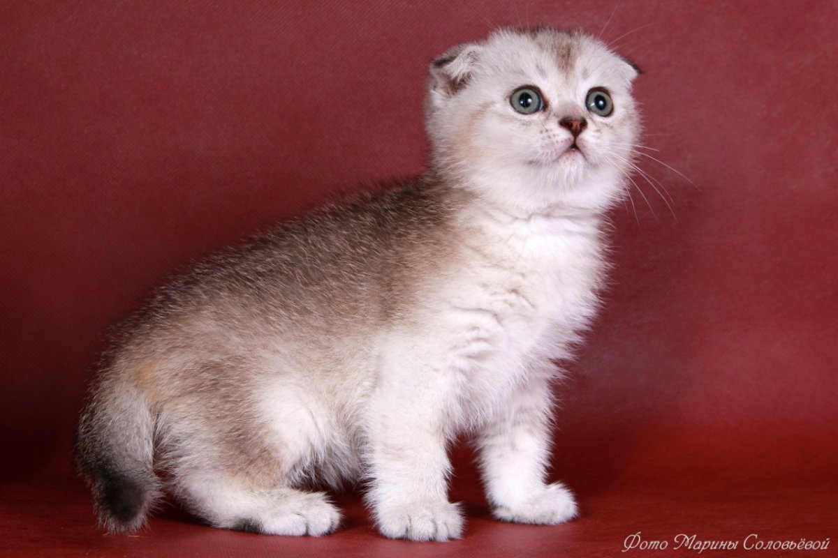 Серебристая тикированная шиншилла Шотландская