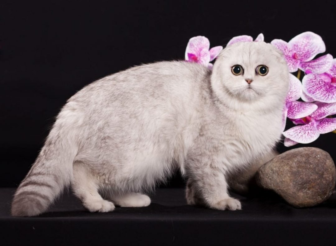 Шотландская вислоухая шиншилла самые необычные расцветки